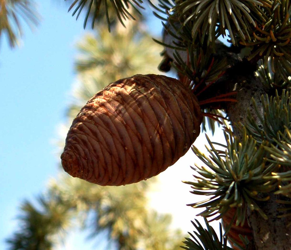 Cedrus atlantica 'Glauca Pendula' female cone JWB.JPG