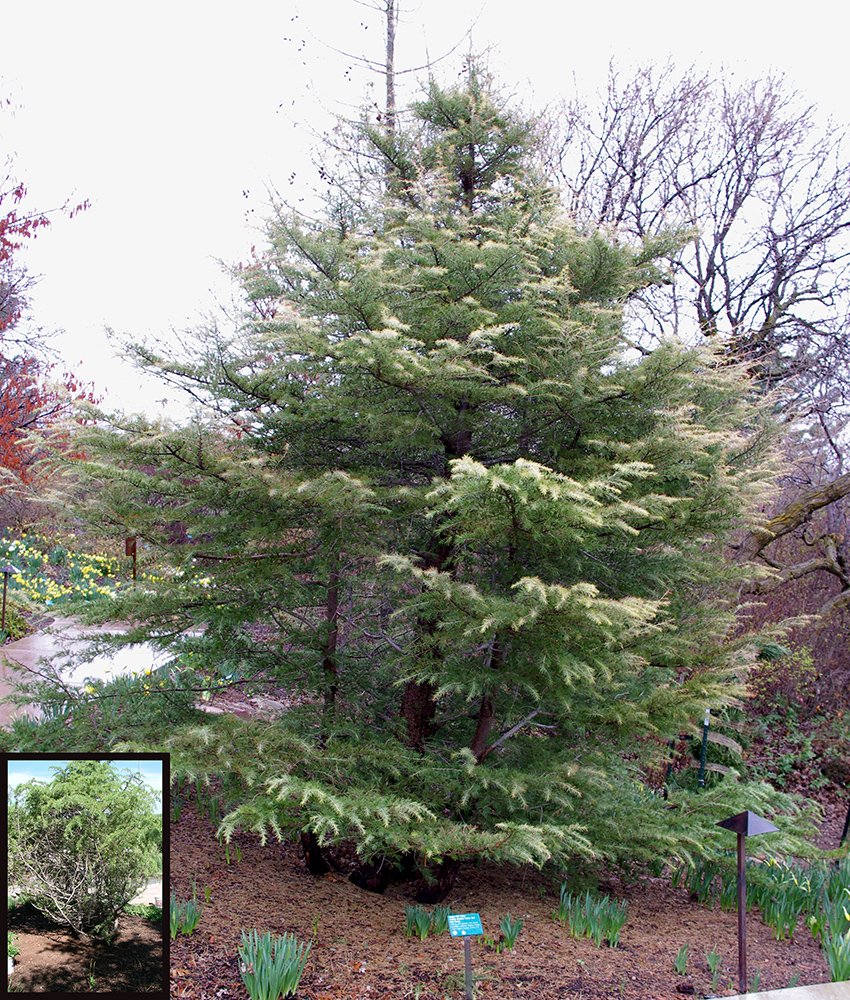 Cedrus deodara 'Cream Puff' Before and After.jpg