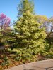 Cedrus deodara 'Cream Puff' Habit AGA16.JPG