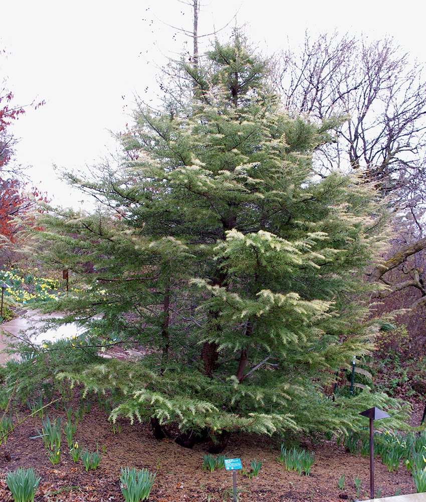 Cedrus deodara 'Cream Puff' Habit JWB13.jpg