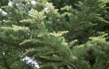 Cedrus deodara 'Cream Puff' Leaves HMS15.JPG