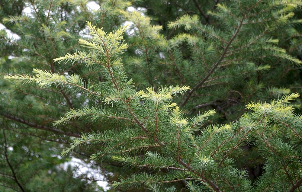 Cedrus deodara 'Cream Puff' Leaves HMS15.JPG