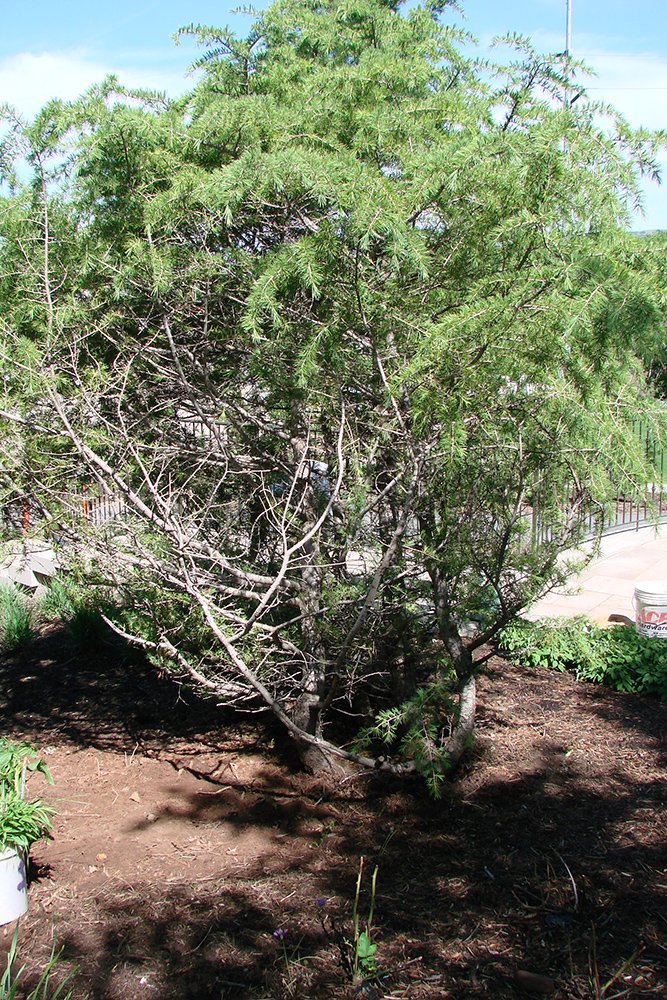 Cedrus deodara 'Cream Puff' Transplant Photo Cheryl Underwood 08.jpg