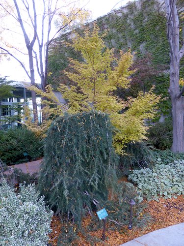 Cedrus libani 'Pendula' Habit HMS16.JPG