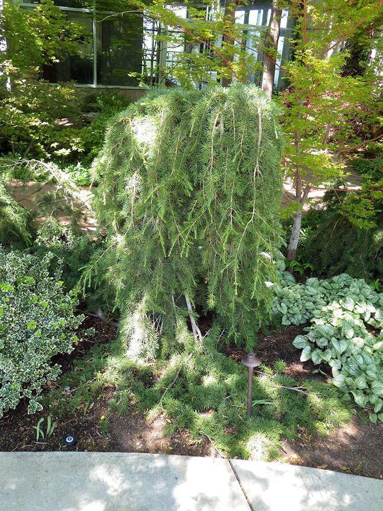 Cedrus libani 'Pendula' Habit JWB15.JPG