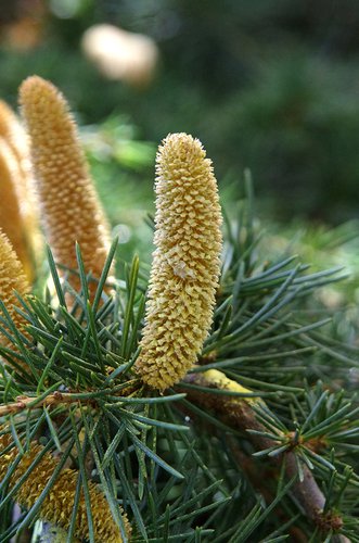 Cedrus libani 'Sargentii' Male Cone and Pollen JWB13.JPG