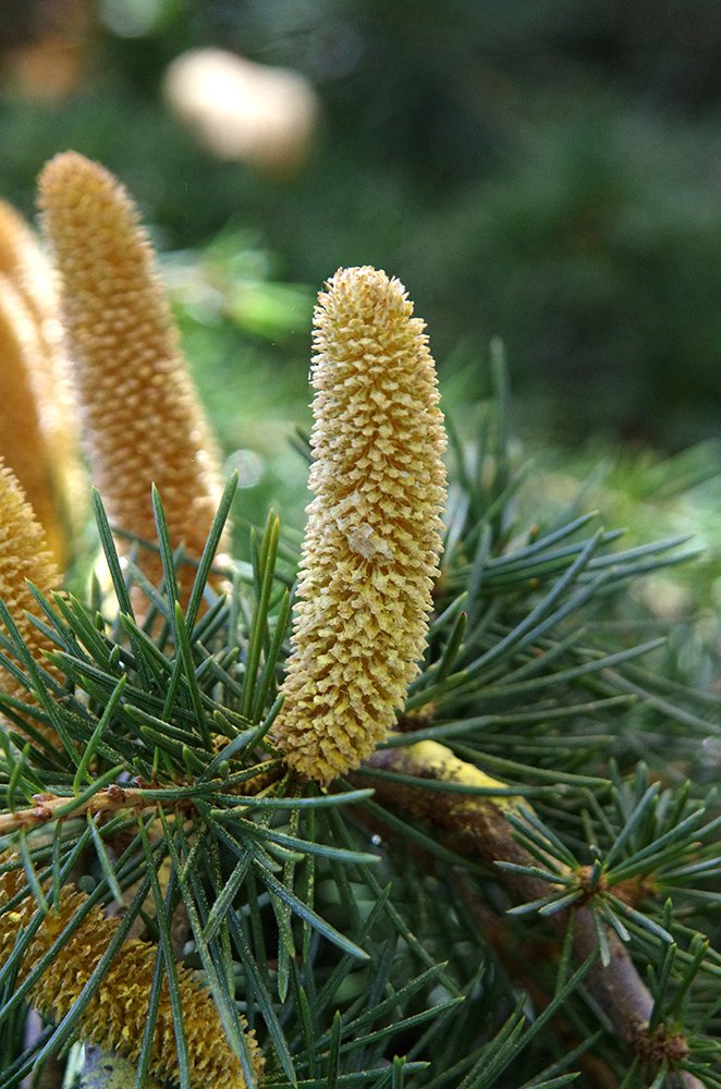 Cedrus libani 'Sargentii' Male Cone and Pollen JWB13.JPG