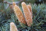 Cedrus libani 'Sargentii' Male Cones JWB.JPG