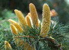 Cedrus libani 'Sargentii' Male Cones and Pollen JWB13.JPG