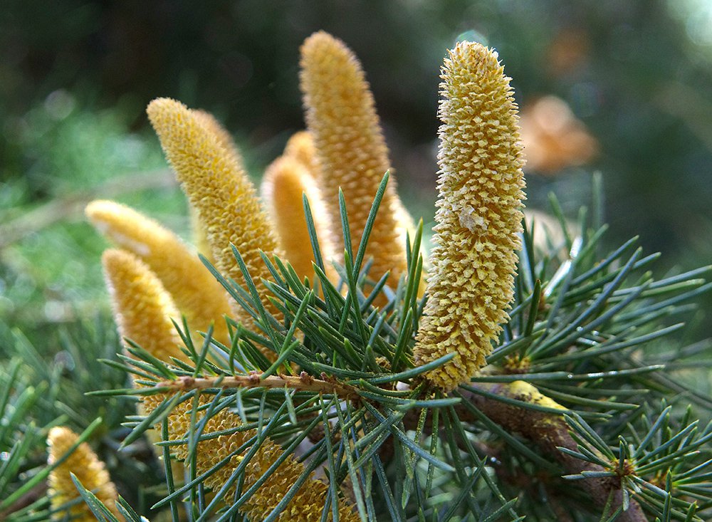 Cedrus libani 'Sargentii' Male Cones and Pollen JWB13.JPG