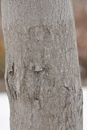 Cercis-'Oklahoma'-Bark-1-GLE20.JPG