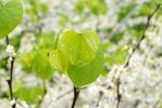 Cercis-canadensis-Alba-Leaves-1-JWB19.JPG