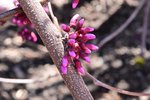 Cercis-canadensis-'Covey'-Flower-Buds-1-GLE21.JPG