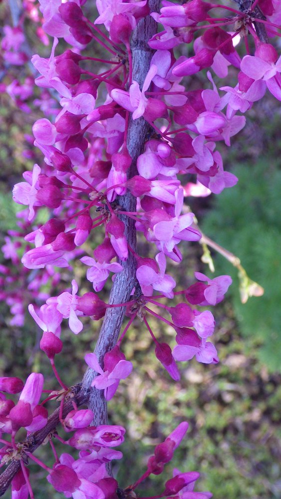 Cercis-canadensis-Flower-Summer-1-HMS18.JPG