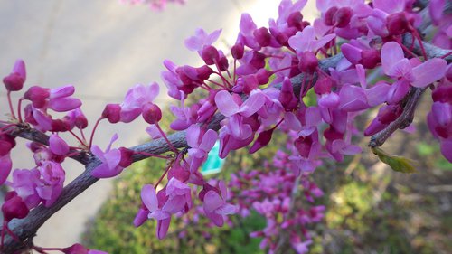 Cercis-canadensis-Flower-Summer-4-HMS18.JPG