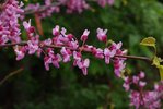Cercis-canadensis-Flowers-1-JWB19.JPG