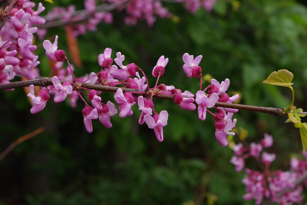 Cercis-canadensis-Flowers-1-JWB19.JPG