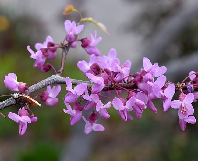 Cercis-canadensis-Flowers-1-JWB21.JPG