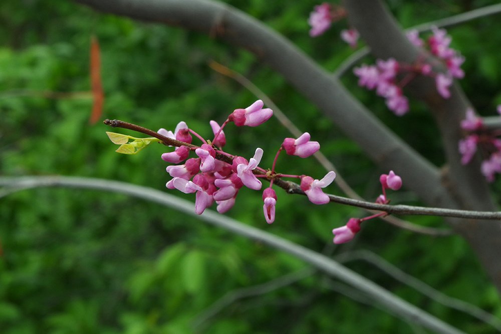 Cercis-canadensis-Flowers-2-JWB19.JPG