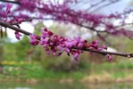 Cercis-canadensis-Flowers-3-JWB19.JPG