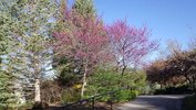 Cercis-canadensis-'Forest-Pansy'-Habit-2-HMS18.JPG