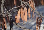 Cercis-canadensis-Fruits-1-JWB19.JPG