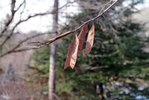 Cercis-canadensis-Fruits-1-JWB22.JPG