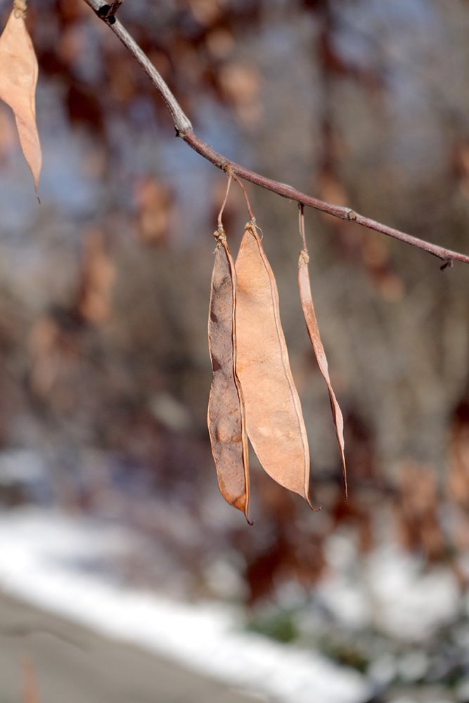 Cercis-canadensis-Fruits-2-JWB19.JPG