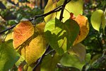Cercis-canadensis-Leaves-1-GLE21.JPG