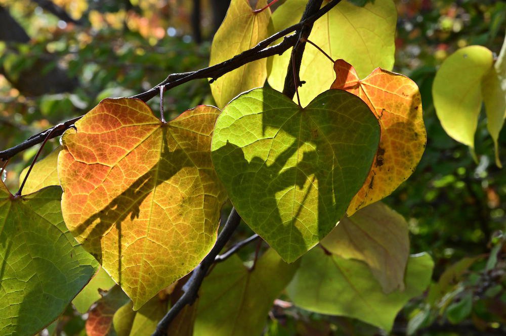 Cercis-canadensis-Leaves-1-GLE21.JPG