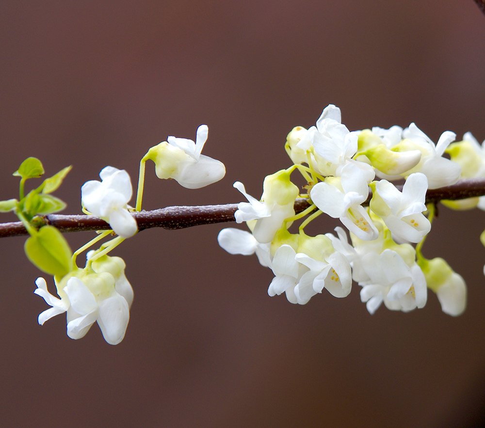 Cercis canadensis 'Alba' Flowers JWB14.JPG