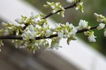 Cercis canadensis 'Alba' Flowers JWB15.JPG