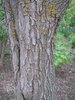 Cercis canadensis Bark JWB12.JPG
