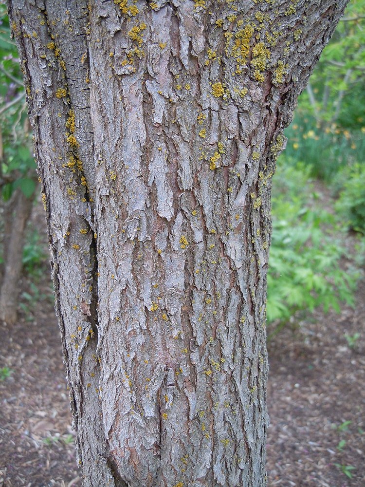 Cercis canadensis Bark JWB12.JPG