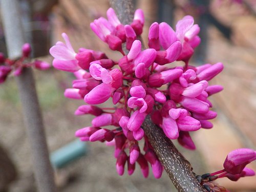 Cercis canadensis 'Covey' Flower HMS17.JPG