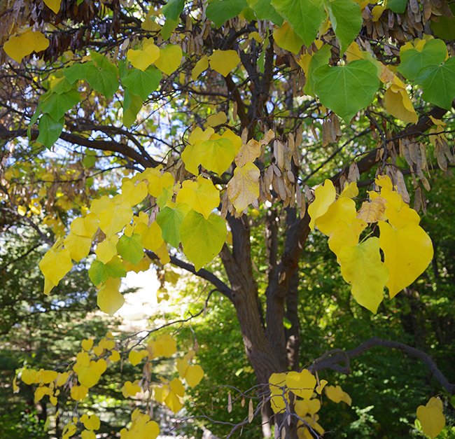 Cercis