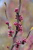 Cercis canadensis Flower Buds 1 JWB19.JPG