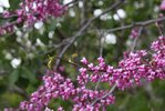 Cercis canadensis Flower SS14.JPG
