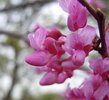 Cercis canadensis Flower Side JWB12.JPG