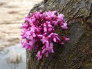 Cercis canadensis Flowers 1 JWB16.JPG