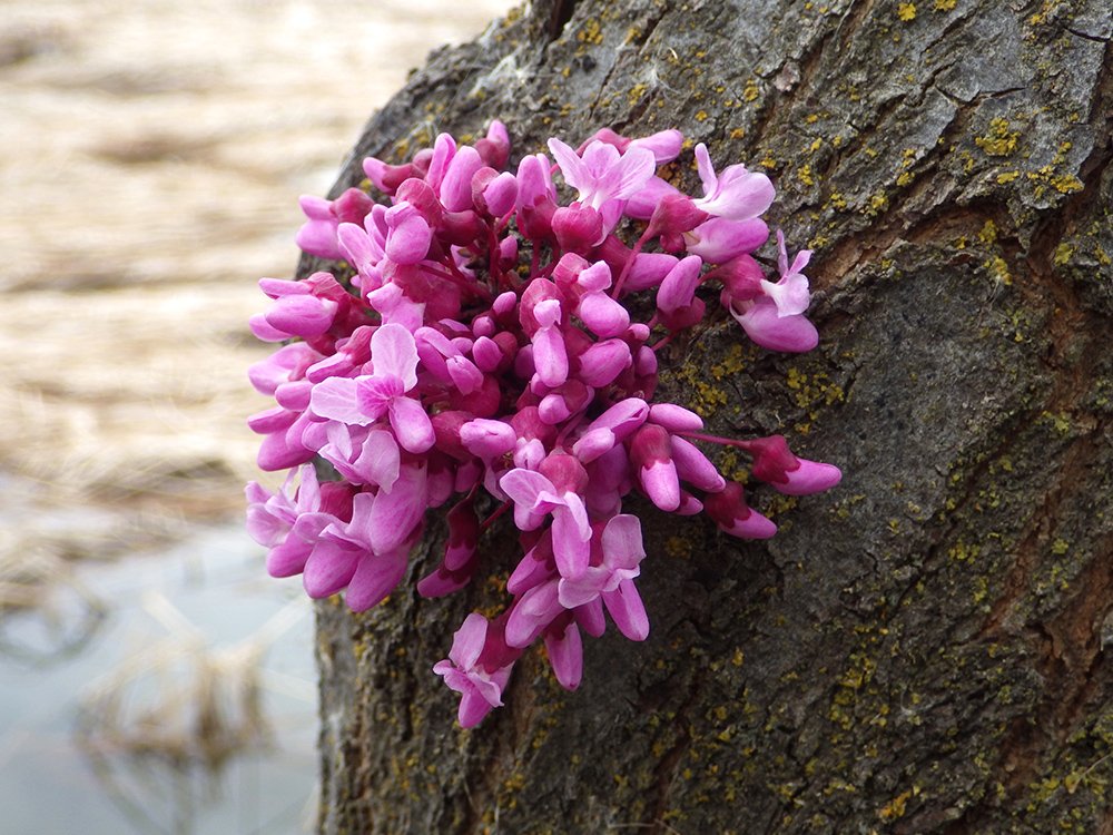Cercis canadensis Flowers 1 JWB16.JPG