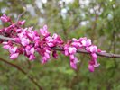 Cercis canadensis Flowers 2 JWB15.JPG