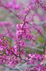 Cercis canadensis Flowers 3 JWB15.JPG