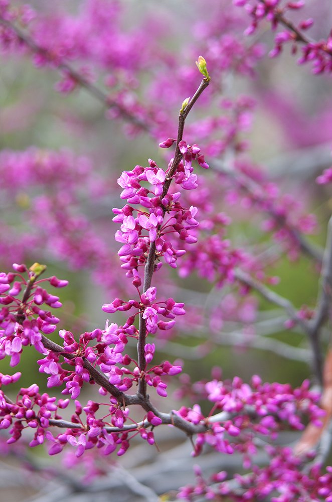 Cercis canadensis Flowers 3 JWB15.JPG