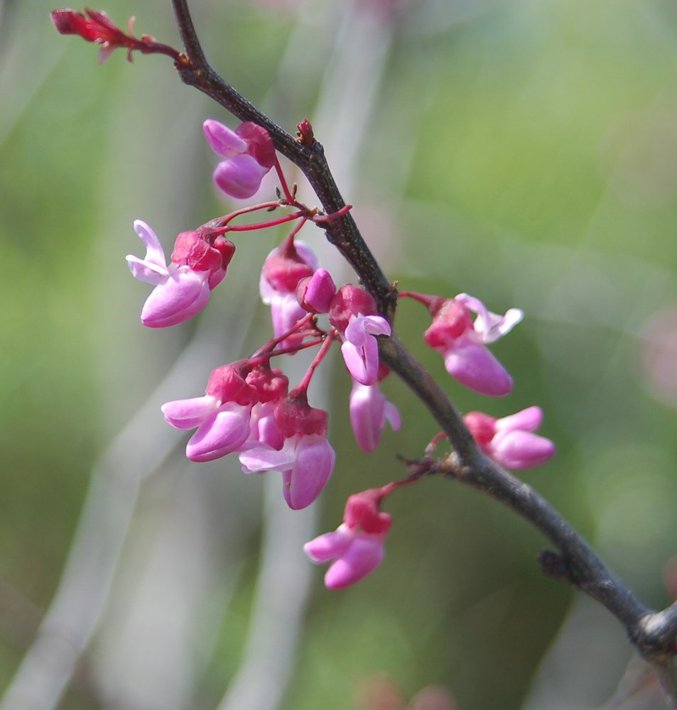 Cercis canadensis 'Forest Pansy' Flowers JWB.JPG