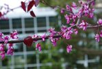 Cercis canadensis 'Forest Pansy' Flowers JWB18.JPG