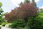 Cercis canadensis 'Forest Pansy' Habit JWB18.JPG