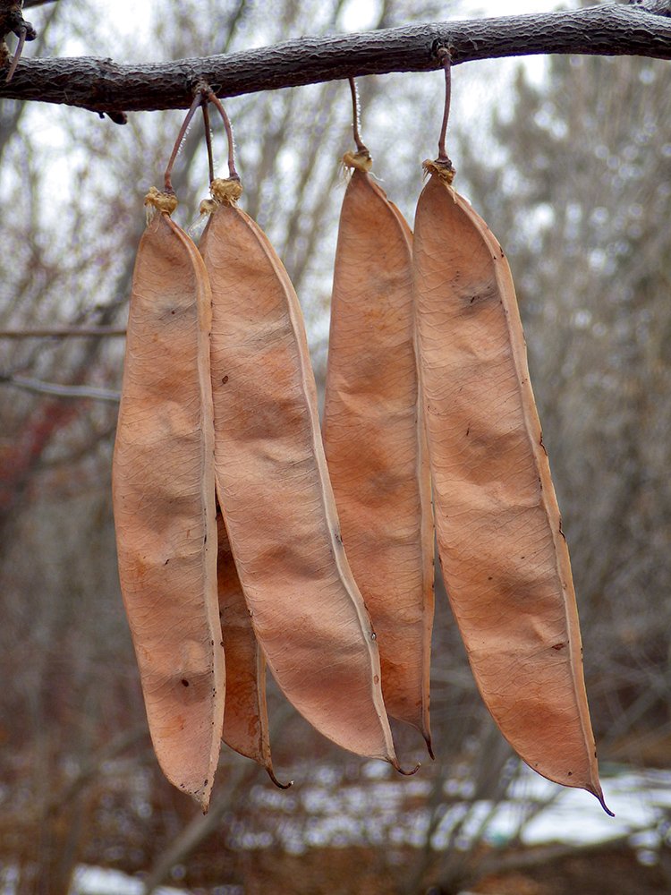 Cercis canadensis Fruits 1 JWB17.JPG