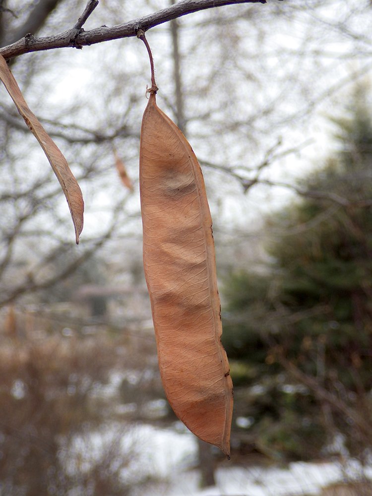 Cercis canadensis Fruits 3 JWB17.JPG
