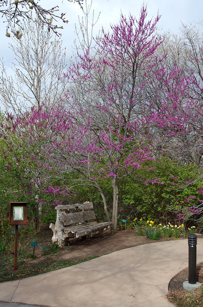 Cercis canadensis Habit in Flower JWB15.JPG